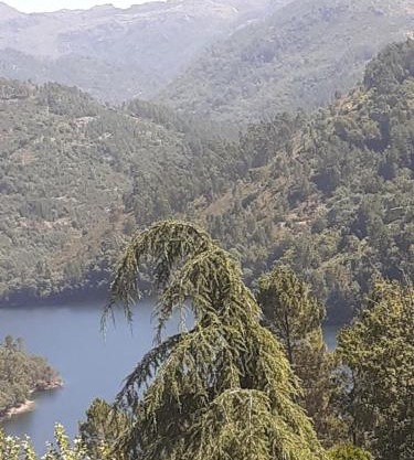 Os Girassóis da Carla