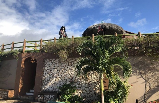 Pirate Palms 