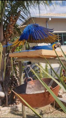 Pousada Canto Dos Pássaros Araras Canindé