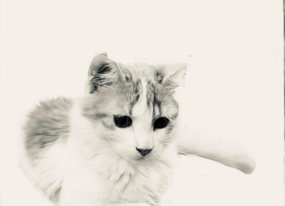 PRINCESSE DES NEIGES