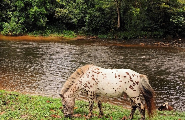 Private farm just for you! Paraty, Angra dos Reis, Brazil.