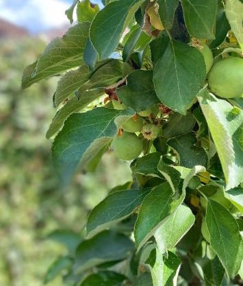 Private House Citadela Tg.Mures