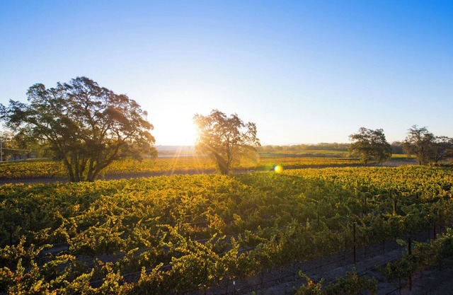 Private Vineyard Residence - 10 minutes from Healdsburgn