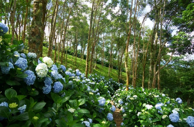 Qingshan Homestay