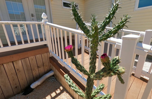RANCH WITH CACTUSES