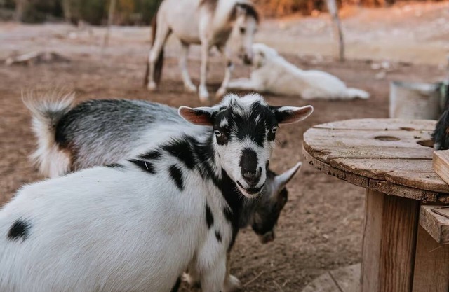 Rare Stay! Boutique romantic experience on Hobby Farm