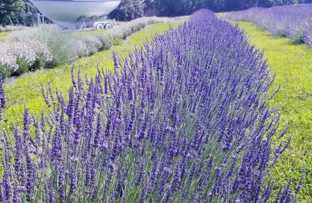 Relaxing Lavender Farm Cabin Studio Apt. (pet friendly)