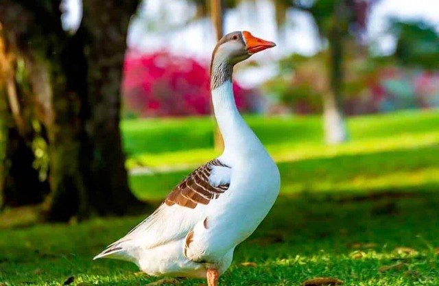 Resort Lyvid Reserva das Palmeiras- Angra dos Reis/rj