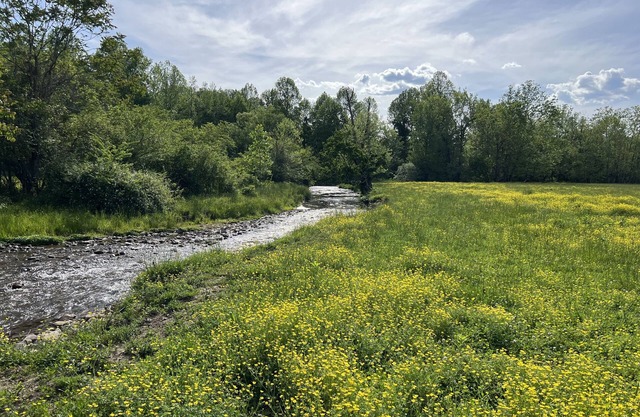 River Stone Farmhouse on 35 acres with trout stream