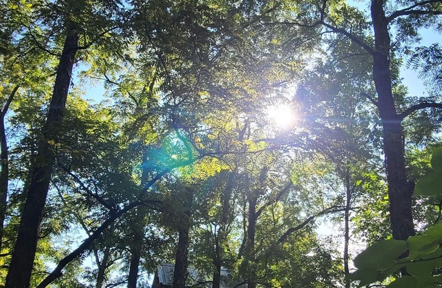 Riverfront Treehouse Camp