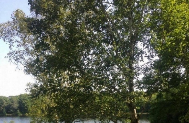 Robert's Lake - Waterfront from Cottage