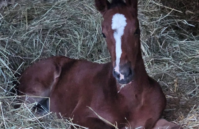 Room in the heart of a stable, wake up to horses and animals!