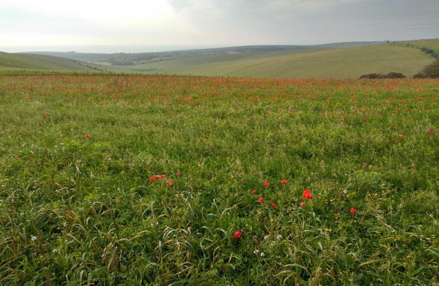 Rose Cottage South Downs National Park Rottingdean