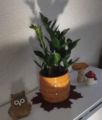 ruhige Sout. Whg. Feldrandnähe
