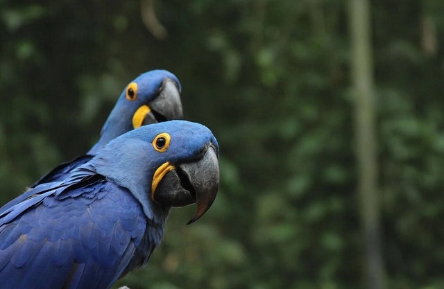 São Conrado - Natureza