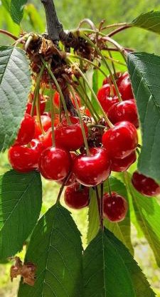 Sarajevo natural apartment