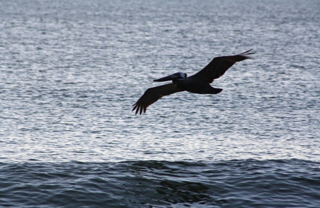 Sea Breezes South - Just Steps To The Beach!