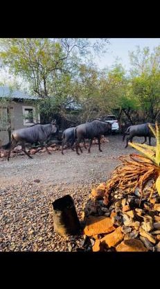 Shiringa kruger lodge