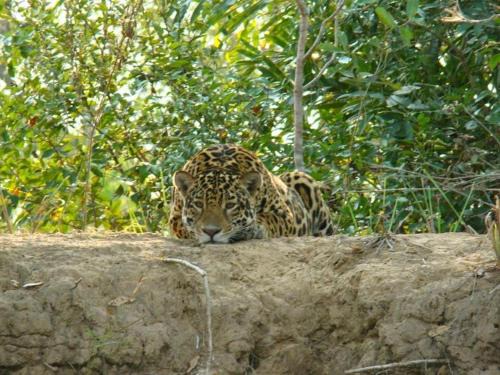 Spot Jaguar Pantanal South Lodgen wild Jaguar Tour