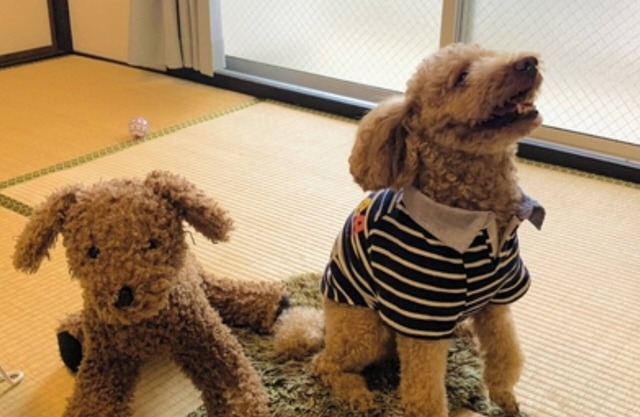 Staying with your dog is OK With kitchen and wash/Fukuoka Fukuoka