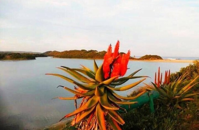 Studio 550m From Beach Bokesstrand pet Friendly