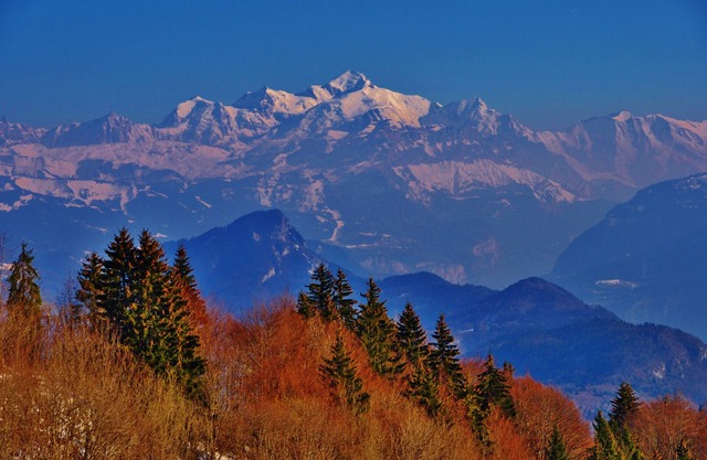 Studio Flowers of the Alps