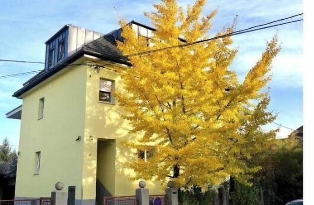 Sunny Villa Studio