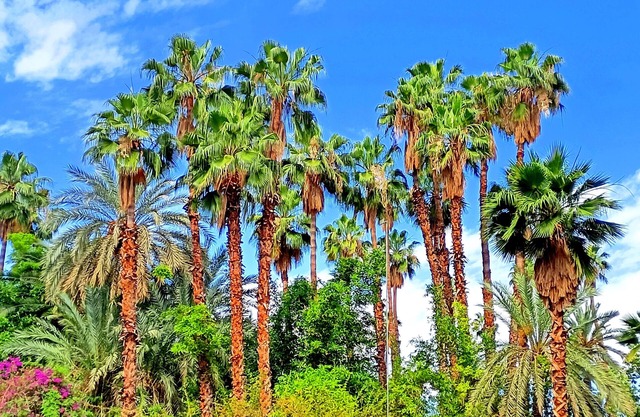 Superbe Apt Vue Exceptionnelle sur les Jardins Majorelle, Rue Yves Saint Laurent