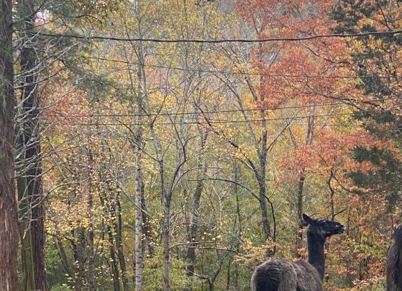 Tentrr Signature Site - Peaceful Hollow Farm Glamping
