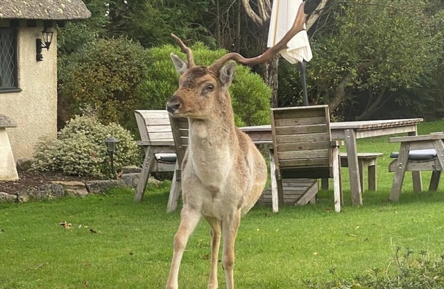 Thatched cottage with hot tub, games room, and garden – ideal for romantic breaks or family escapes