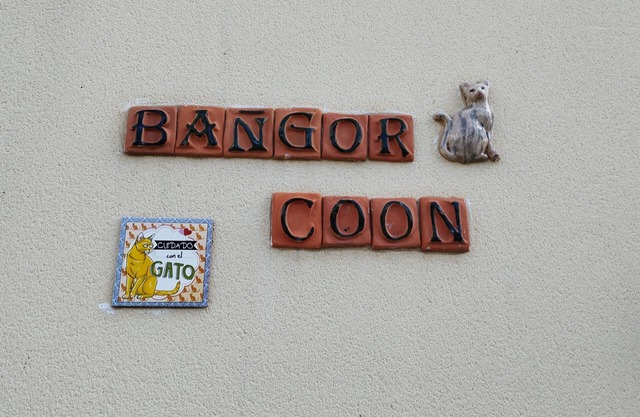 The Bangor Coon Apartment Liouba