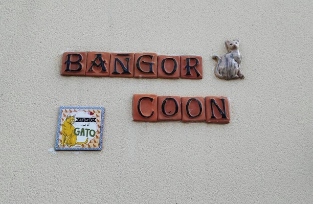 The Bangor Coon Duplex Vero