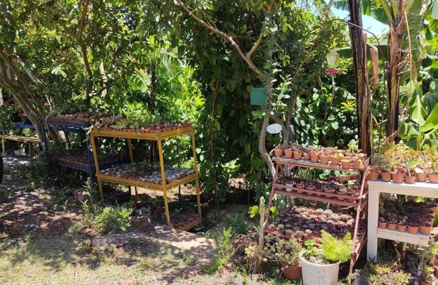 The Buddha, live the tranquility