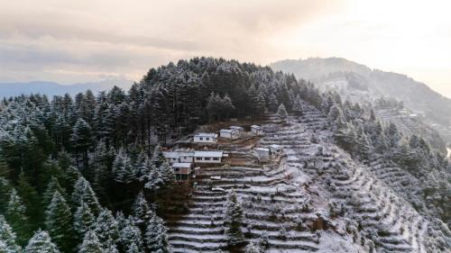 The Deodar Stays