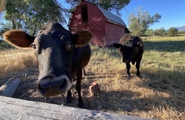 The farmhouse has fast WiFi!