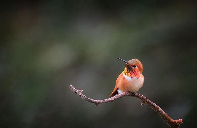 The Hummingbird Backpackers B&B (Bed 4)