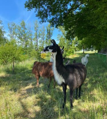 The Llama Farm France