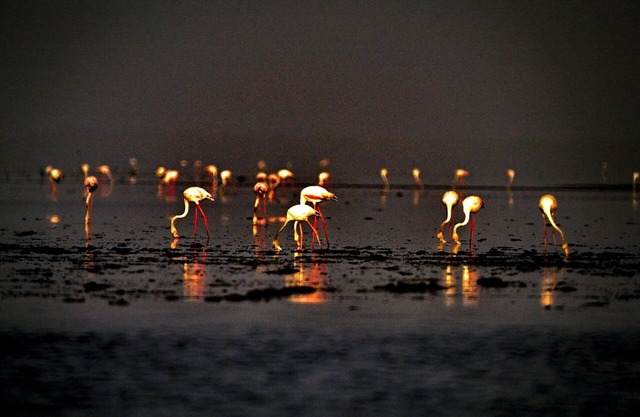 The Papaya Ecolodge by the sea at Cap Skirring in Casamance in Senegal