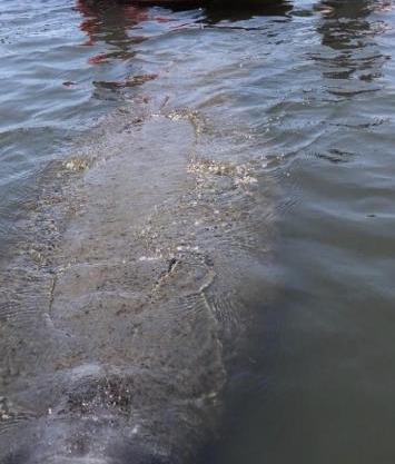 Three Brothers Dolphin and Manatee Adventure Tour