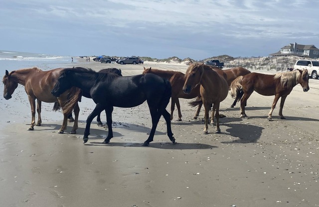 Tranquil 7 bedroom oceanfront home JANUARY-MARCH nONLY!