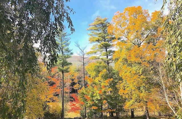 Tree-House Apartment in the Catskill Mountains