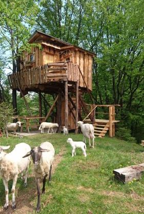 Treehouse Toplak