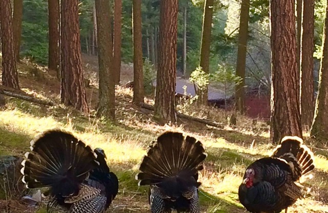 Unique Private Forest Home ~ 15 minutes from Downtown Missoula