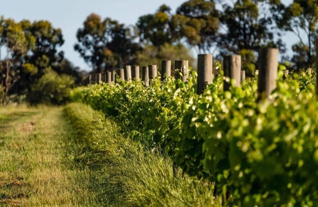 Vineyard Retreat by Tiny Away