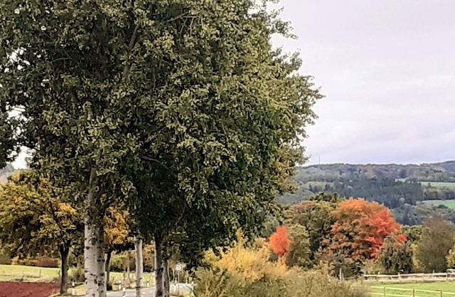 Volcanic oasis vacation home in the Eifel for friends, family and dog owners