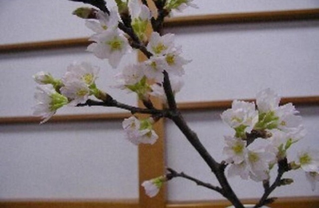 Wakaba Ryokan / Vacation STAY 29366