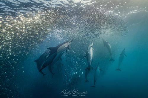 Waves of Mercy