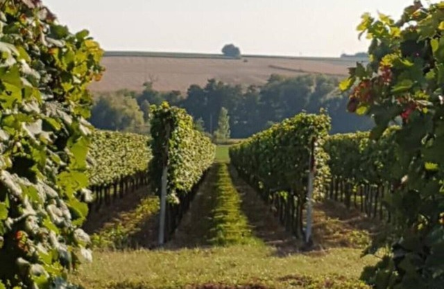 Weingut & Gästehaus Nagel - Ferienwohnung mit 2 Schlafzimmern