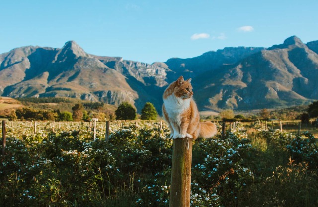 Wildebraam Berry Estate