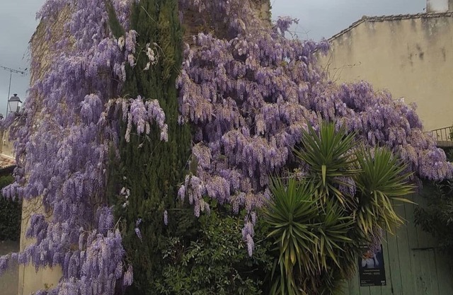 Wisteria